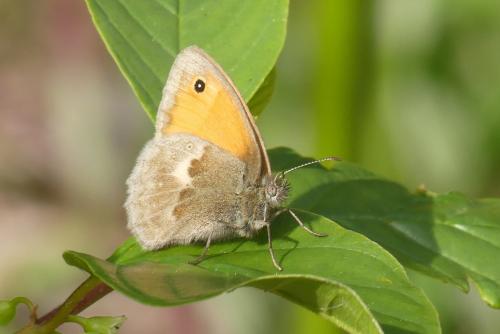 Réf. 231 342 : Coenonympha pamphilus